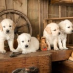 Welpenauslauf für Hundewelpen