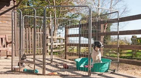 Hunde im Welpenauslauf