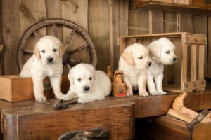 Welpenauslauf für Hundewelpen