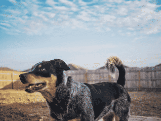hunde-zaun