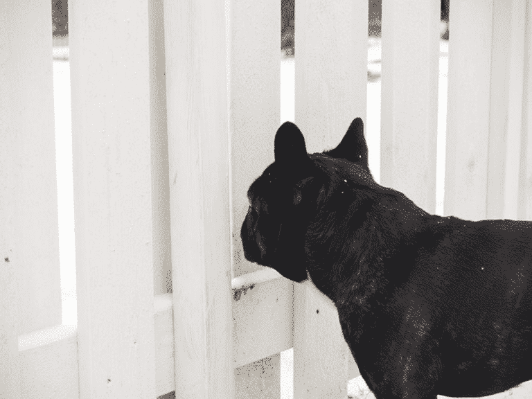 Hundezaun, Hundeabsperrgitter & mobiler Hundezaun