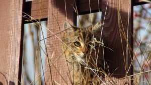 katzenzaun im garten