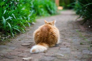 katzennetz katzenzaun terrasse