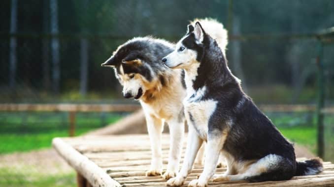 Rude Hundin Wahrend Der Laufigkeit Trennen Hundezaun Guide De