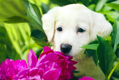 Giftige Pflanzen für Hunde im Garten