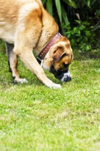 Der Hund im Garten so machst du deinen Garten hundesicher