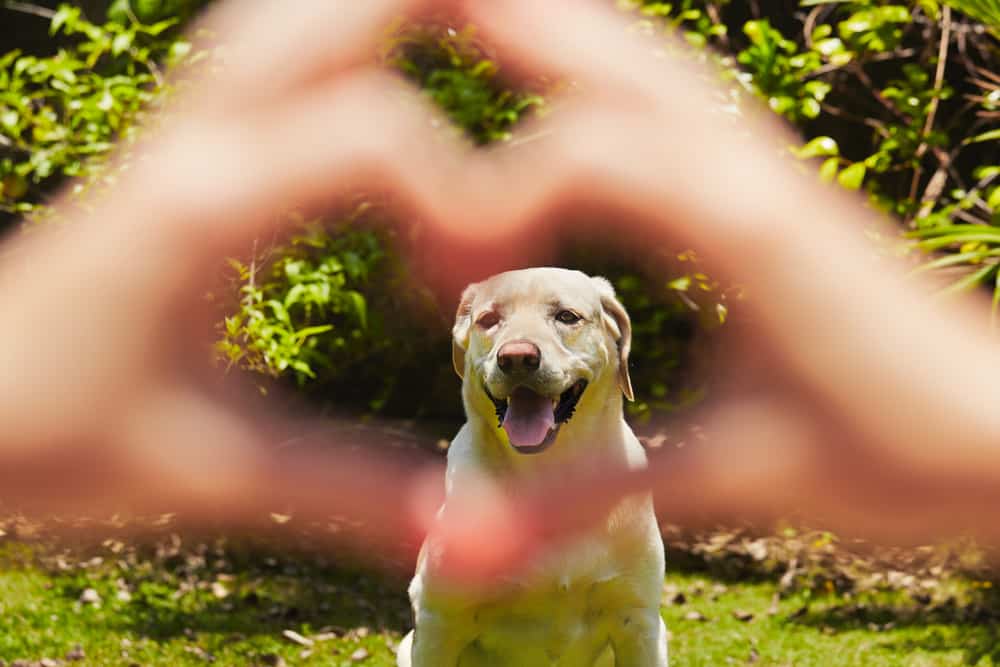 Hund im Garten - So machst du den Garten hundesicher