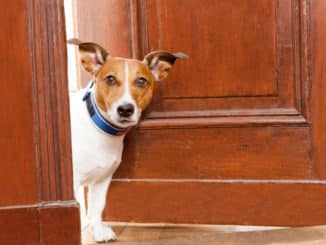 Hunde Türschutzgitter ohne Bohren