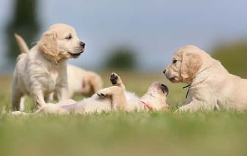 Welpenauslauf und Welpengehege für Hunde